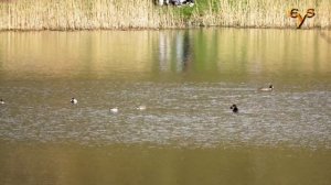 Водяная ночница вылетела днём / Daubenton's bat hunting at daylight