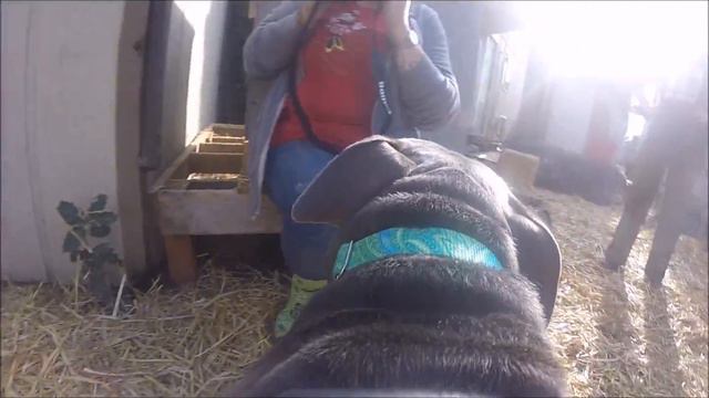 Fences for Fido - Un-chaining Bruce смотреть онлайн