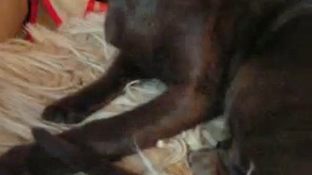 кошка cat havana brown oriental смотреть онлайн