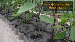 Как формировать баклажаны
