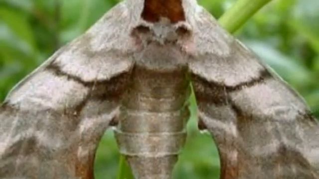 Бражник слепой (лат. Sphingidae) смотреть онлайн