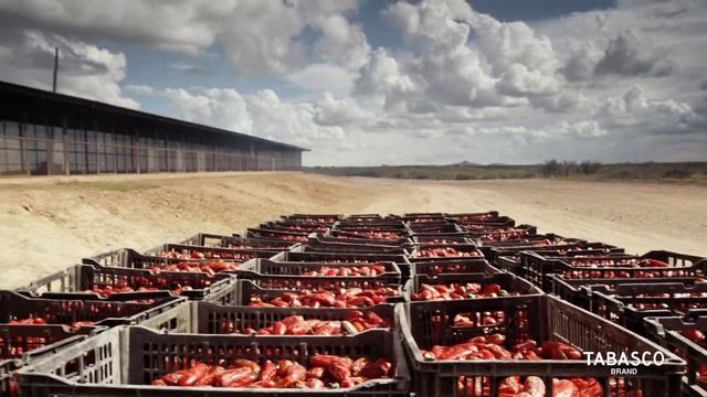 Chipotle video Соус перечный Чипотли ТМ "Tabasco® смотреть онлайн