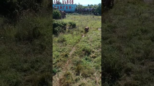 Кипер ВИКТОР привез вкуснейшее мясо львам! Парк львов "ТАЙГАН" смотреть онлайн