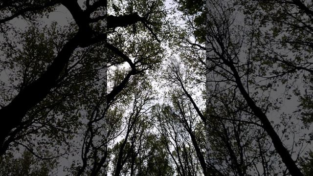 Волшебный лес #москва #природа #лес #прикольныевидео #наприроде #влесу #длярасслабления
