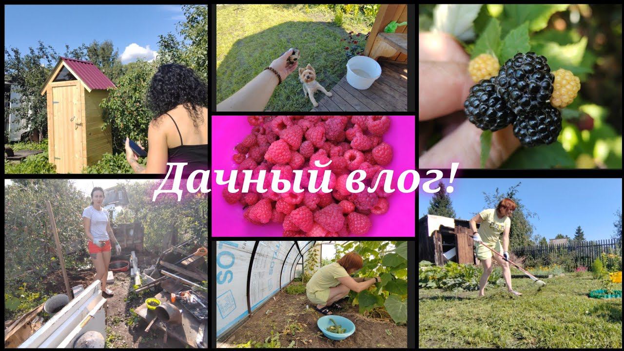 Новый туалет / Чёрная малина /  Приводим дачу в порядок...