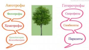 Тема 1: Микробиология; Общая характеристика микроорганизмов.