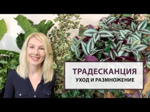 Традесканция – особенности выращивания, уход и размножение