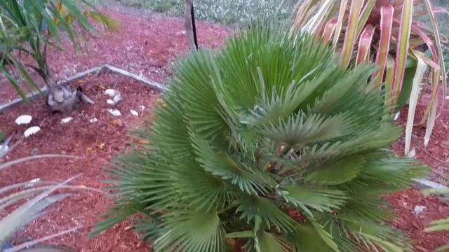 Chamaerops humilis "Vulcano". Compact and Colorful!