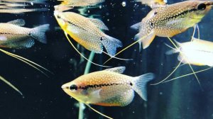 Аквариумная рыбка Гурами жемчужный. Содержание жемчужных гурами, размножение, уход, совместимость.