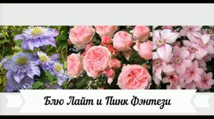 Какой клематис посадить к розе Джардина? Сочетание цветов у роз и клематисов!