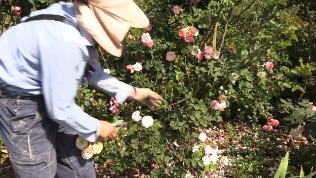 летняя обрезка роз после цветения, питомник роз полины козловой rozarium.biz summer pruning of rose смотреть онлайн