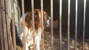 Бугай Алабай. Обошлось.