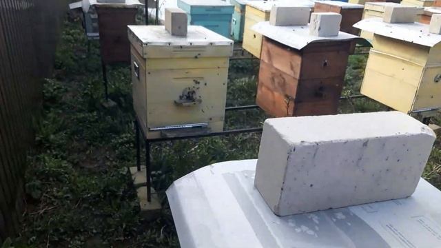 Рекомендации начинающим пчеловодам. смотреть онлайн