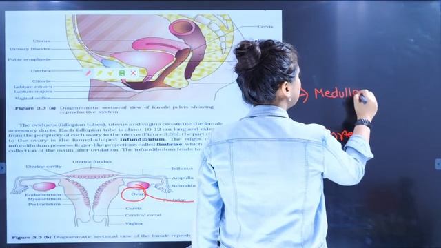Human Reproduction (Day 1) | "FREE"  NEET 2021 Crash Course | NEET Biology | Meenakshi Ma'am