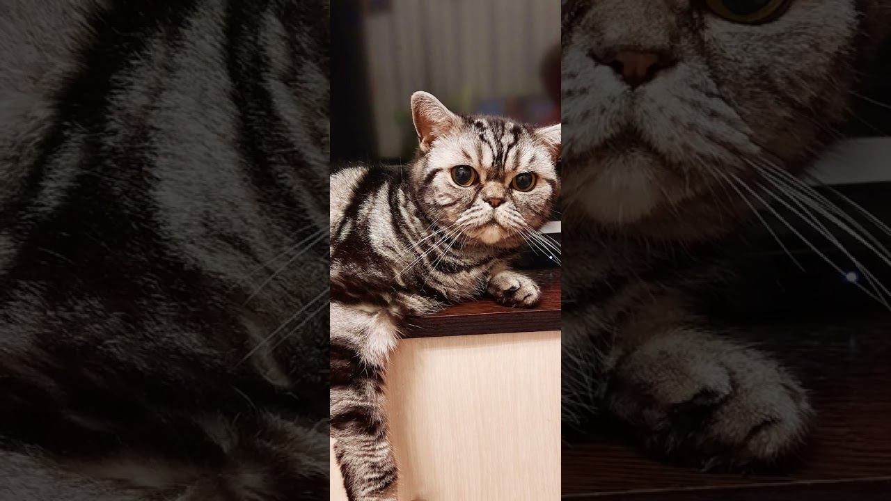 Ах, этот милый КОТ! dzen.ru/rubbi