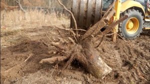 Простой способ удалить пень на участке без корчевания, размахивания топором и долгого ожидания