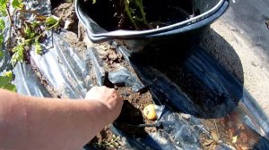 Посадка картофеля без заглубления под пленку. Эксперимент 2022 г