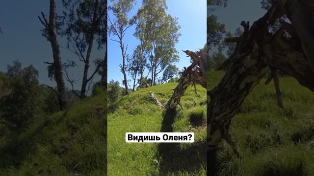 Олень марал в дикой природе смотреть онлайн