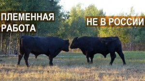 Фермер Александр Москвин. Племенная работа в мясном скотоводстве