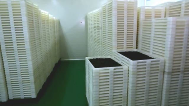 How soft gel oil gelatin is made from A to Z encapsulation process line