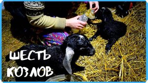 6 КОЗЛОВ ПОДРЯД И ЭТО ЕЩЕ НЕ ПРЕДЕЛ