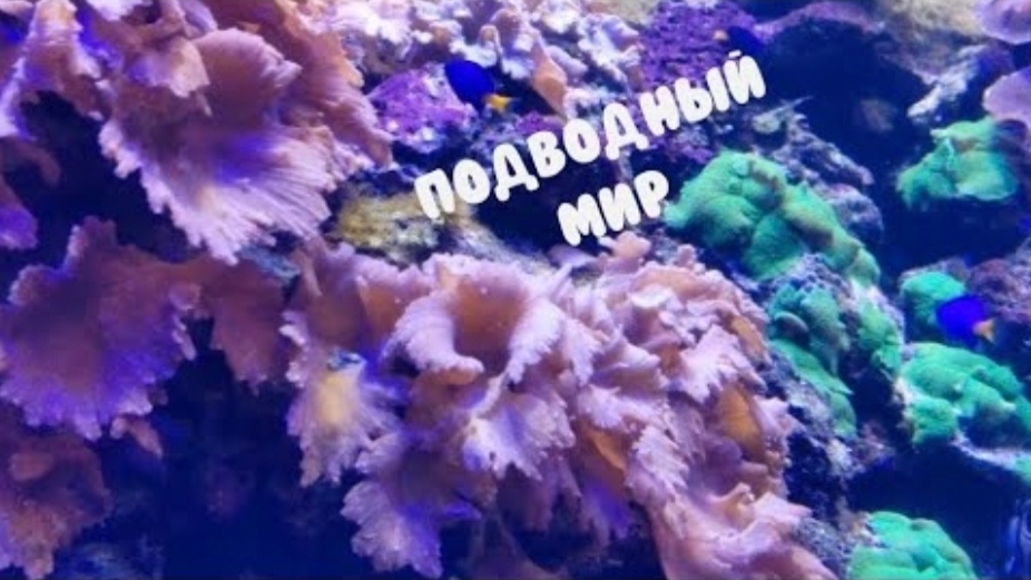 Подводный мир. Рыбы. Александра Миркушова
