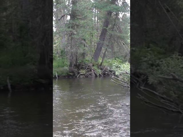 1693 В Тайге Кусты Маскировка, Для Рыбака #дмитрийяков #рыбалка #тайга #fishing #хариус #выживалово