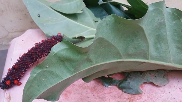 Grow Anthurium Flower From Seeds Easily at Home