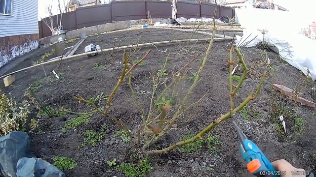 весенняя обрезка розы флорибунда смотреть онлайн