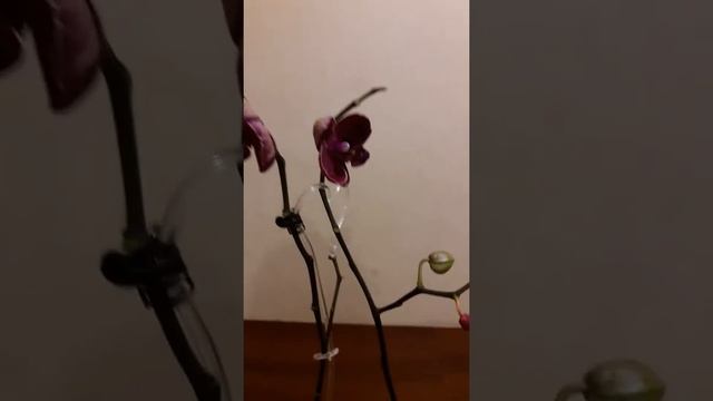 #ОРХИДЕИ Орхидея фаленопсис. Будьте внимательны после пересадки.
