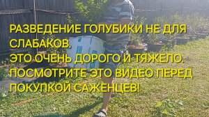 Разведение голубики без прекрас. Само ничего не растет. Будьте готовы к тяжелой работе и затратам.