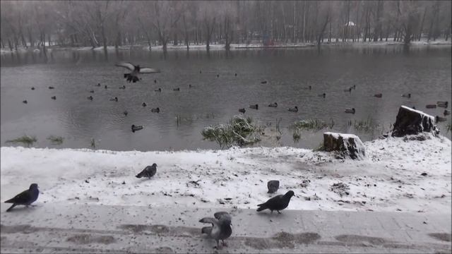 Муз. Ярослава Никитина (Пятое измерение)
