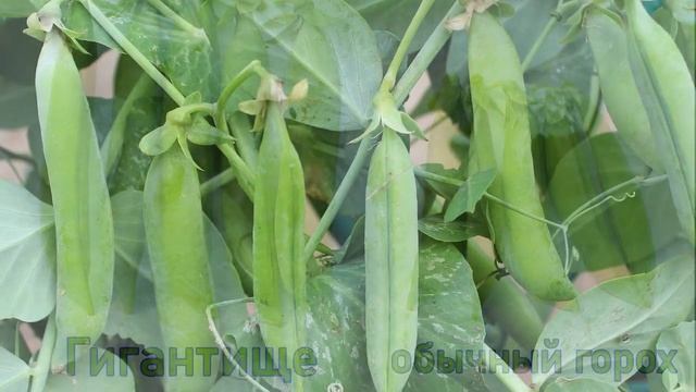 Обожаю горох Гигантище! Гигантские по размеру бобы и горошины! смотреть онлайн