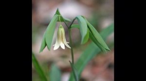 #Увулярия #Uvularia #Урсиния #Ursinia Garden flowers206 Декоративные растения