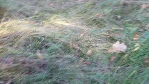 Осенние грибы Шампиньоны где искать как вырастить в домашних условиях