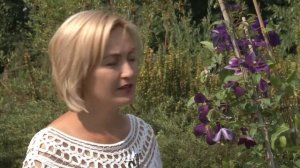 Клематис в вашем саду