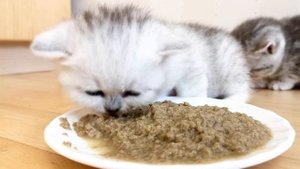 Котята едят первый прикорм.