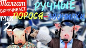 Ручные ПОРОСЯ-ЗВОНИЛКИ Талгата. Микс 2