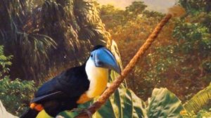 ТУКАН. Красивая птица тукан.