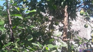 Как растет авокадо МАВРИКИЙ avocado tree