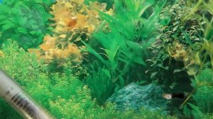 Мои планы на гуппи. Когда отсаживать малька?