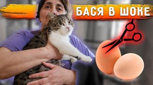 Кастрировали Басю и Рея. Кузя полностью выздоровел, вакцинируем.
