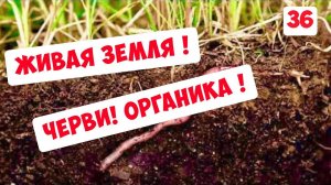 ЖИВАЯ ЗЕМЛЯ !!! ЧЕРВИ!!! ОРГАНИКА !!! NO-TILL ...