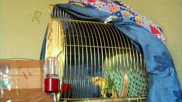 Разное о попугаях нимфа-корелла 2. смотреть онлайн