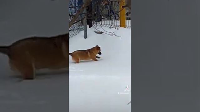 Зимняя охота смотреть онлайн