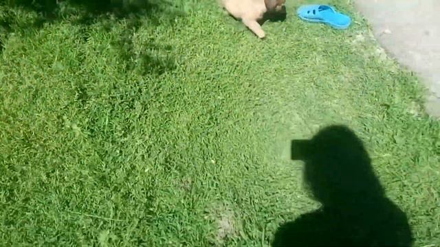 Рекс|Моя новая собака смотреть онлайн