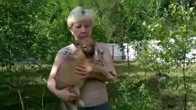 Вот  и наступил момент когда приют заполнен настолько, что спасти, даже в самой экстренной ситуации смотреть онлайн