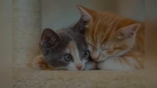 👍МЯУКАНЬЕ КОШЕК И КОТЯТ Приятные звуки для кошек - смешное видео, приколы, смотреть онлайн