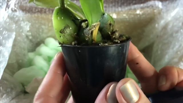 НОВЫЕ ОРХИДЕИ из теплицы Orchids&More!