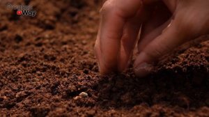 Любые Просроченные Семена Легко Прорастают С Этим! Всего 3 Капли Для Быстрой Всхожести!